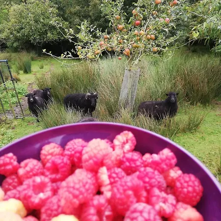 Avec Animaux Et Salle De Jeux