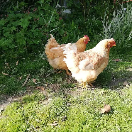 בית נופש Avec Animaux Et Salle De Jeux *