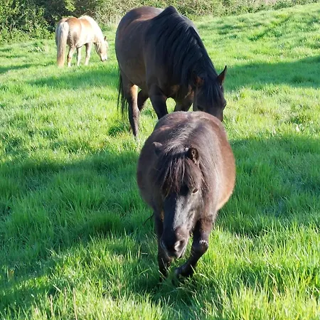 Avec Animaux Et Salle De Jeux Nabringhen