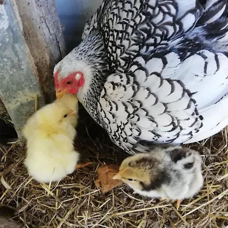 בית נופש Avec Animaux Et Salle De Jeux